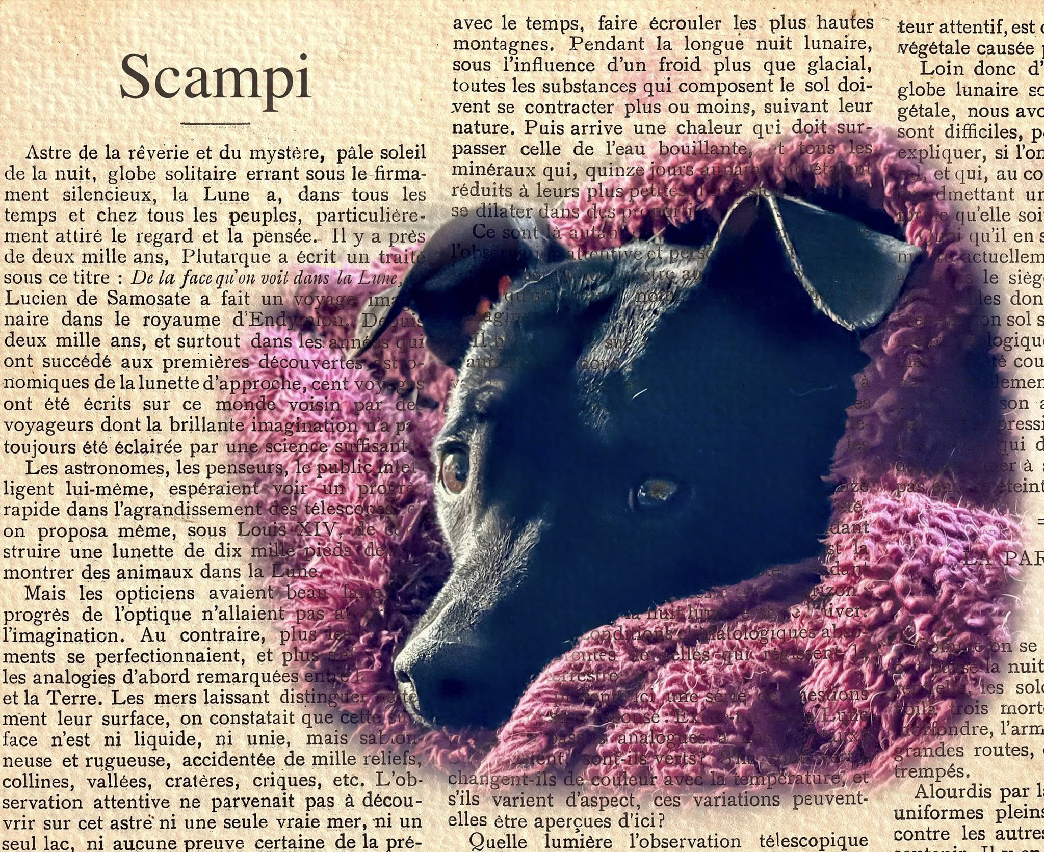 Pet Memorials